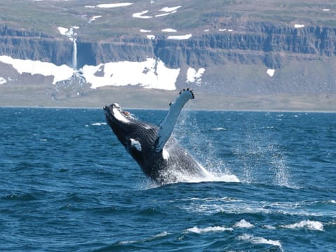 Whale Watching in Ísafjarðardjúp , photo 5