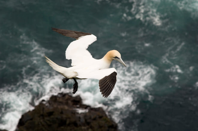 Mykines - The Puffin Island | Private Experience photo 5