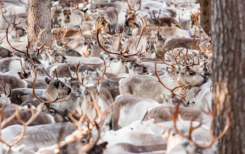 Reindeer herd in Kuusamo Ruka