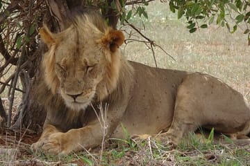 2 Days, 1 Night – Tsavo East National Park Safari