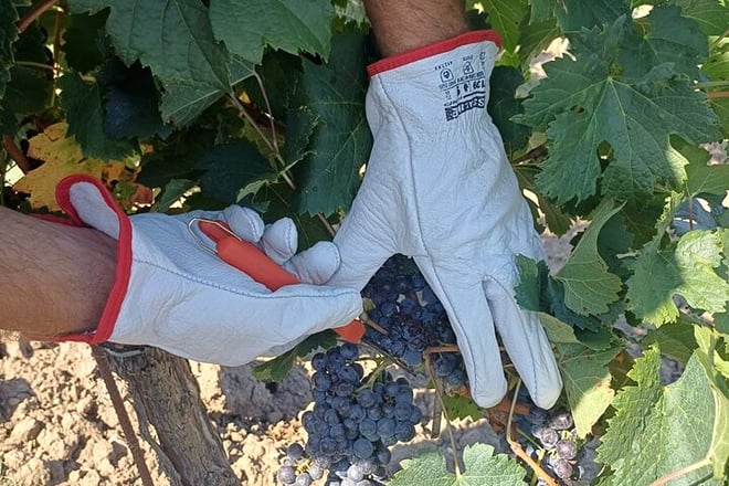 Tuscan Grape Stomping and Wine Tasting Adventure in Chianti - Photo 2