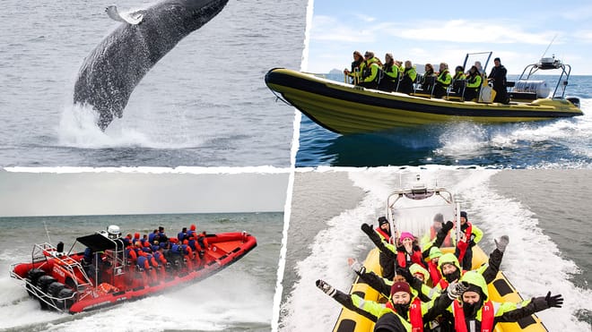 Reykjavik Whale Safari: Speedboat Adventure