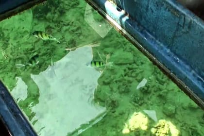 Private Glass Bottom Boat Ride in Trincomalee Beach Colombo