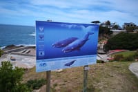 Whale watching signboard
