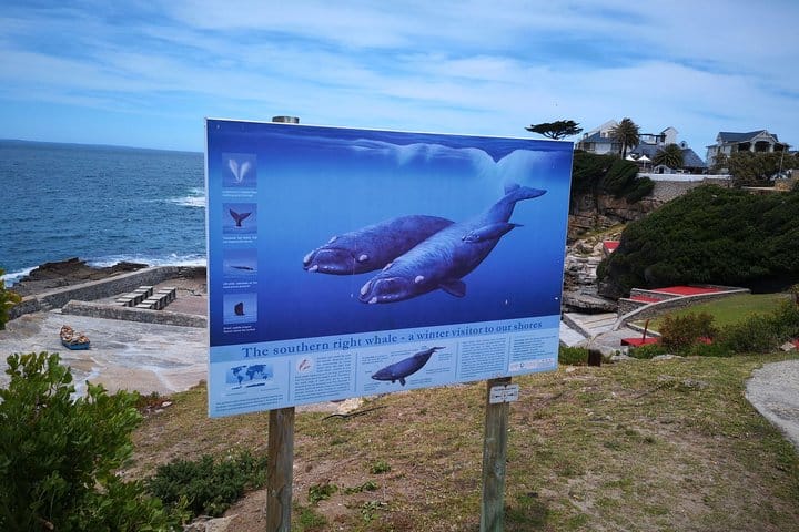 Whale watching signboard
