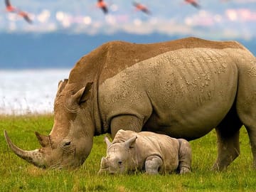 14-Day Luxury Safari in Kenya and Zanzibar Beach Getaway