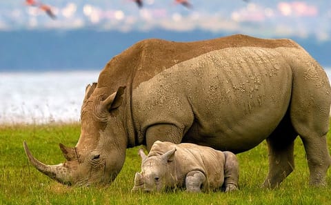 14-Day Luxury Safari in Kenya and Zanzibar Beach Getaway