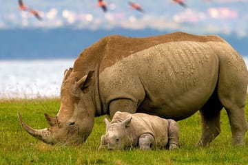 14-Day Luxury Safari in Kenya and Zanzibar Beach Getaway