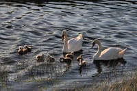 Lough Corrib History and Scenic Lake Cruise from Lisloughrey Pier Tour 6