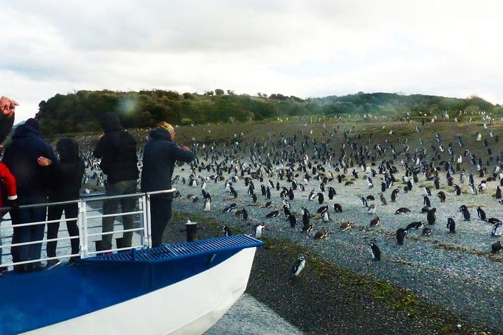 Ushuaia: Beagle Channel Navigation to the Penguin Colony 2