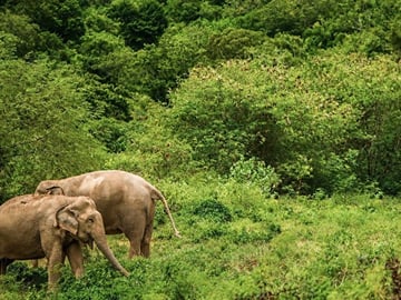Ethical Elephant Observation by Samui Elephant Sanctuary