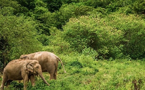 Ethical Elephant Observation by Samui Elephant Sanctuary