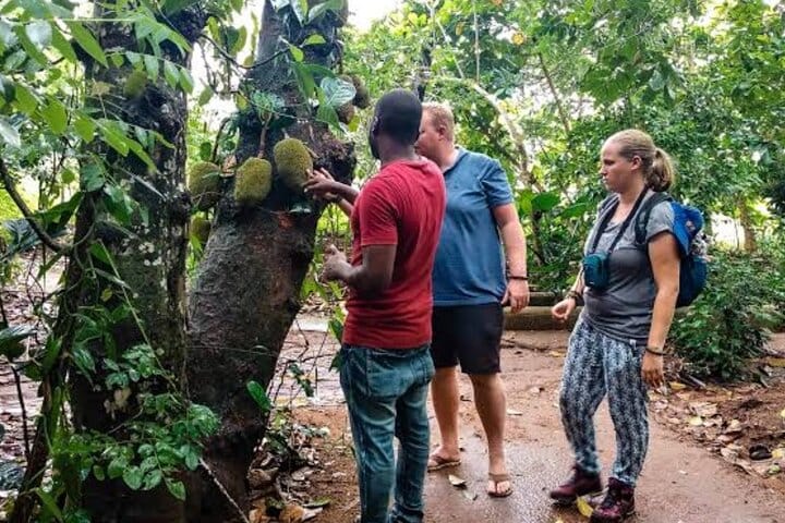 Zanzibar Swim, Snorkel & Feed Turtles at Baraka Aquarium
