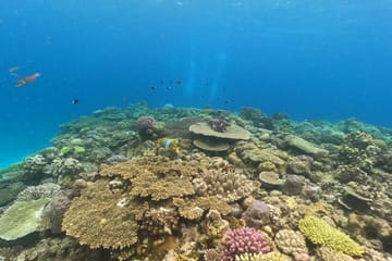 SCUBA Diving Experience with Two Dives in Nago, Okinawa