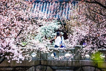 Spring 6 days Cherry Blossom Jeju&Busan&Jinhae&Gyeongju on 31 Mar to 10 Apr