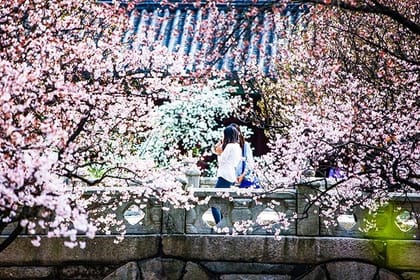 Spring 6 days Cherry Blossom Jeju&Busan&Jinhae&Gyeongju on 31 Mar to 10 Apr