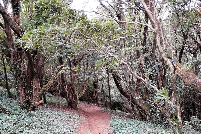 Trail