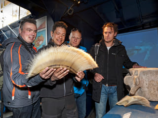 Reykjavík Classic Whale Watching , photo 38