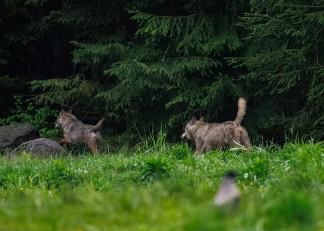 A pack of wolves running through the forest in the Carpathian Mountains.