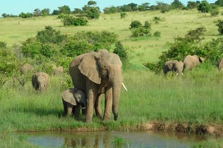 5 Days Masai Wildebeest Migration – Private Safari
