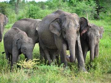 Udawalawa National Park One Day Safari Experience
