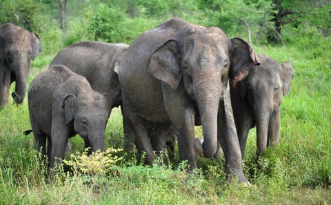 Udawalawa National Park One Day Safari Experience