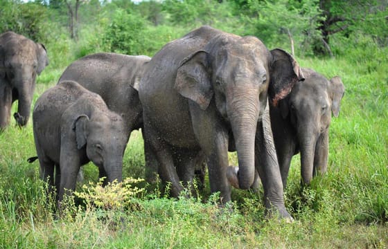 UDAWALAWA ONE DAY SAFARI