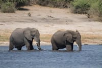 Most Popular in Chobe National Park
