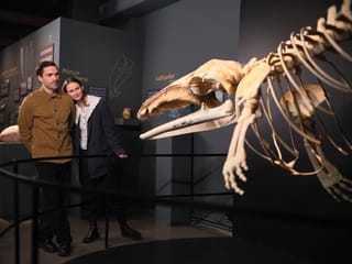 Húsavík Whale Museum Ticket, photo 15