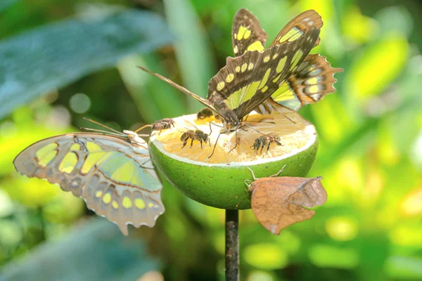 Jardín Botánico con un Biólogo: Flora y Vida Silvestre Tropical