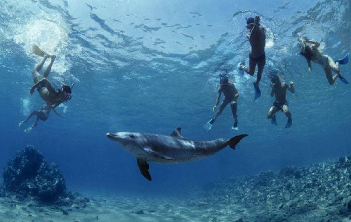 Hurghada: Boat Trip to Dolphin House – Swim with Dolphins in the Red Sea!