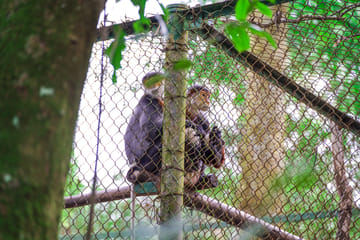 Hiking Adventure in Cuc Phuong National Park from Hanoi
