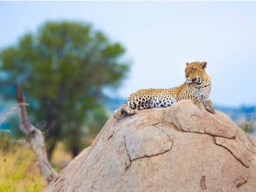 leopard on top of an ant hill.