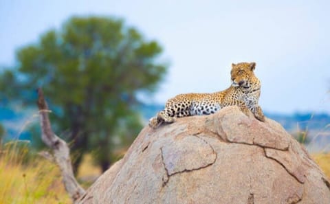 7-Day Group to Maasai Mara, Lake Naivasha, Amboseli from Nairobi