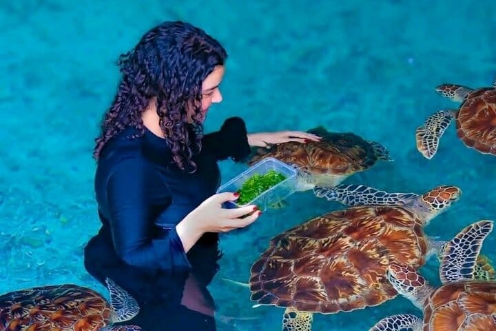 Zanzibar Mnemba Island Dolphins, Jozani Forest and Sea Turtles