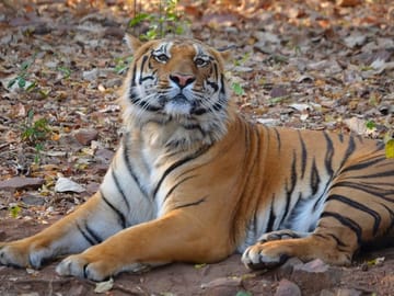 Tiger Safari Tour from Nagpur to Pench, Satpura & Kanha