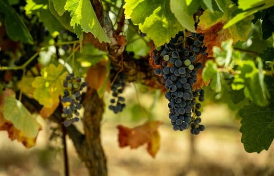 Kefalonia Food & Wine Tour: Local Honey, Olive Oil & Winery Visit