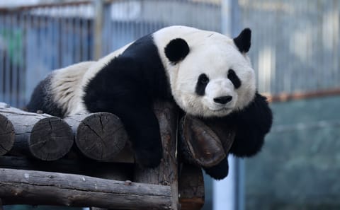 Cruise to Summer Palace with Imperial Meal Experience and Panda House Visit