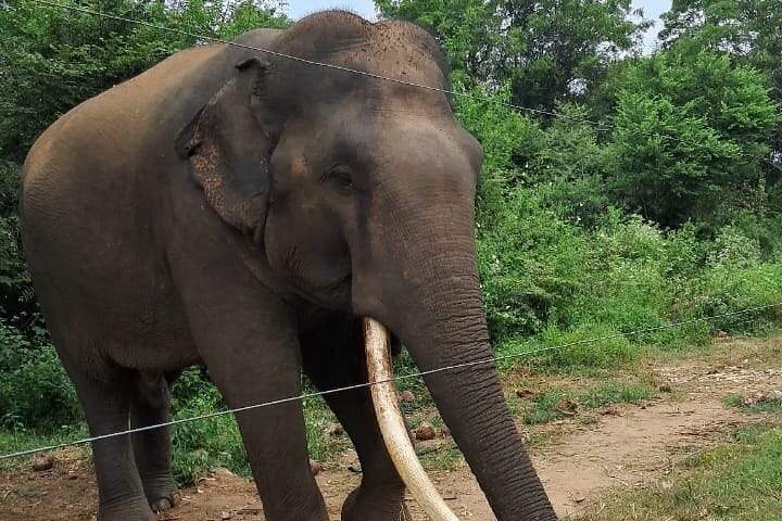 Negombo City Tour (130)