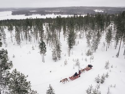 Daytime Reindeer Safari - 3-hour Wilderness Experience in Rovaniemi