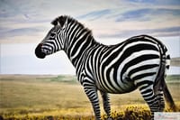 Chobe Full Day Safari