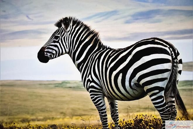Chobe Full Day Safari