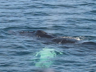 Whale visible below the ocean surface during an Iceland boat tour