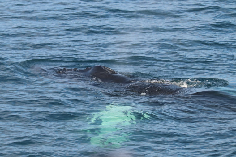 Whale visible below the ocean surface during an Iceland boat tour