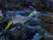 Dubai Aquarium & Underwater Zoo 9