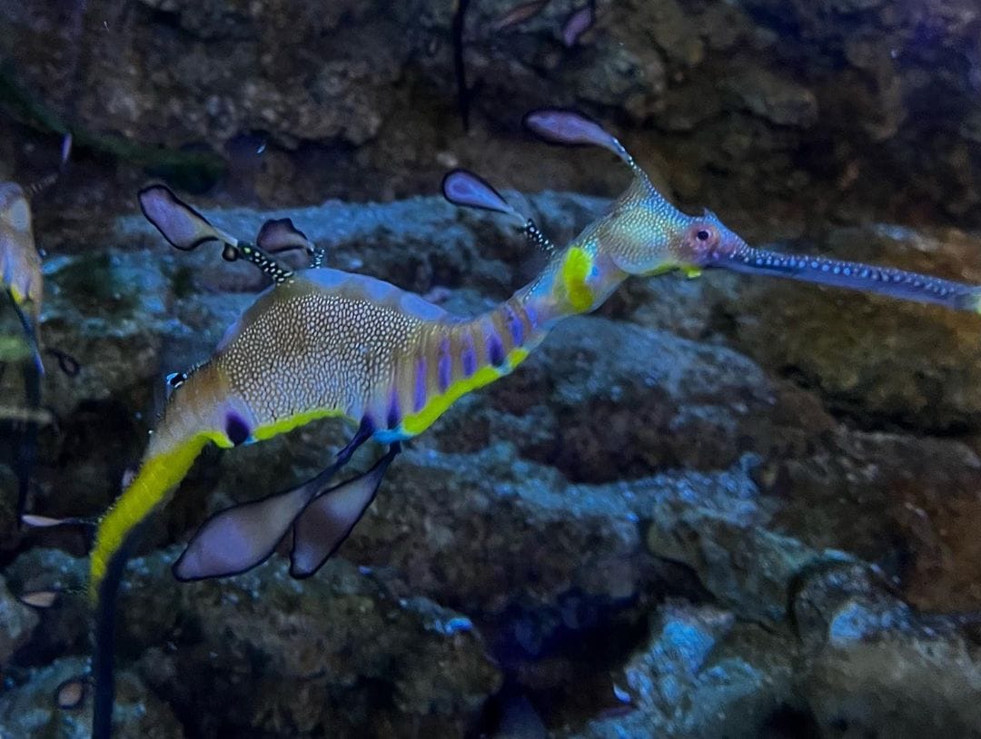 Dubai Aquarium & Underwater Zoo 9