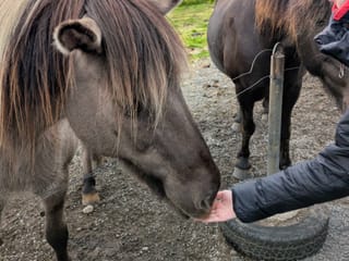 Golden Circle & Meet the Icelandic Horses - Small Group Minibus, photo 16