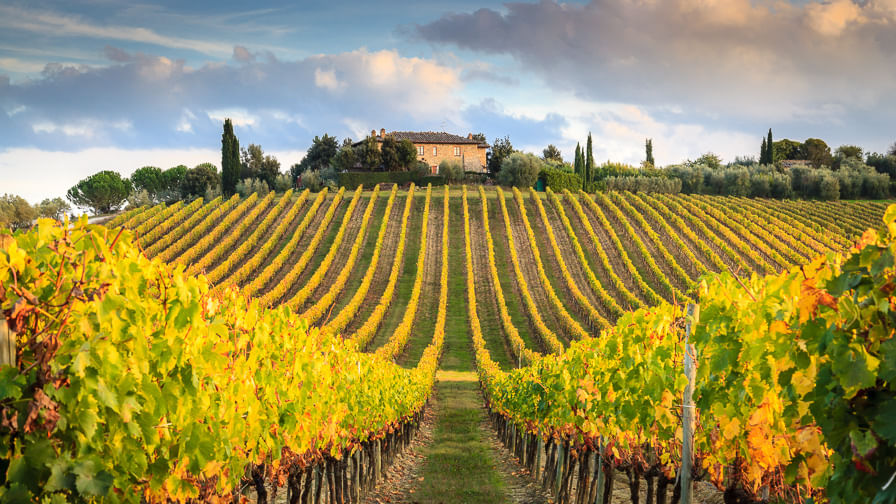 Typical Chianti landscape with cypress trees and a vineyard in the foreground