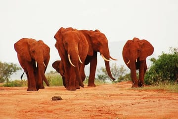 2-Day Tsavo East National Park Safari From Mombasa