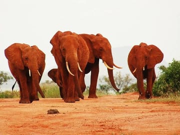 See Red Elephants Tsavo East Park